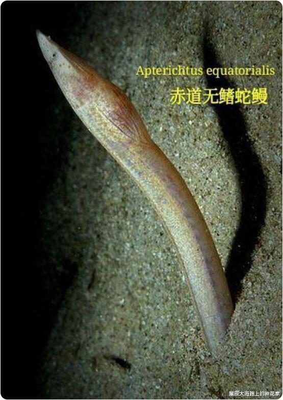 蟾蜍|最恐怖的毒蛇：钻入猎物活体内开始吞噬，吃完内脏时外表还完好！
