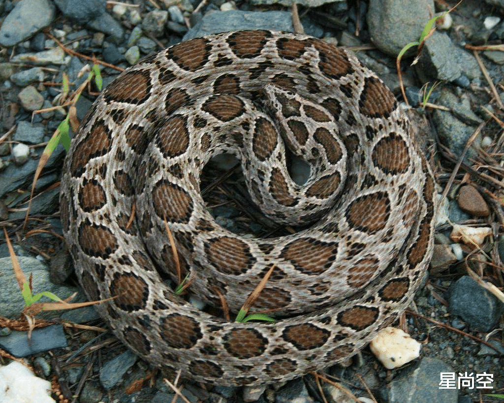 银环蛇|中国十大毒蛇排行榜,银环蛇比“过山峰”毒五倍