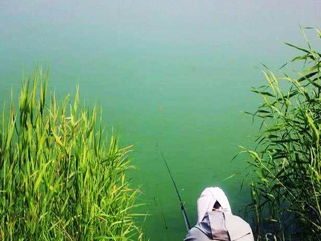 玉米：钓草鱼的季节，参照这套垂钓攻略，钓获大草鱼不难