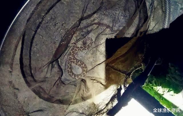 【鳄鱼】野钓最“狠”的几种动物，看完钓友遭遇才明白，没碰见太幸运啦