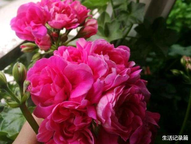 [白羊座]未来7天，月老赐福，喜鹊赠缘，3星座命中桃花，喜结金玉良缘