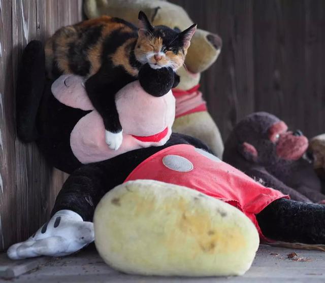 泪目！在这位日本小哥的镜头下，流浪猫竟然学会了飞翔！