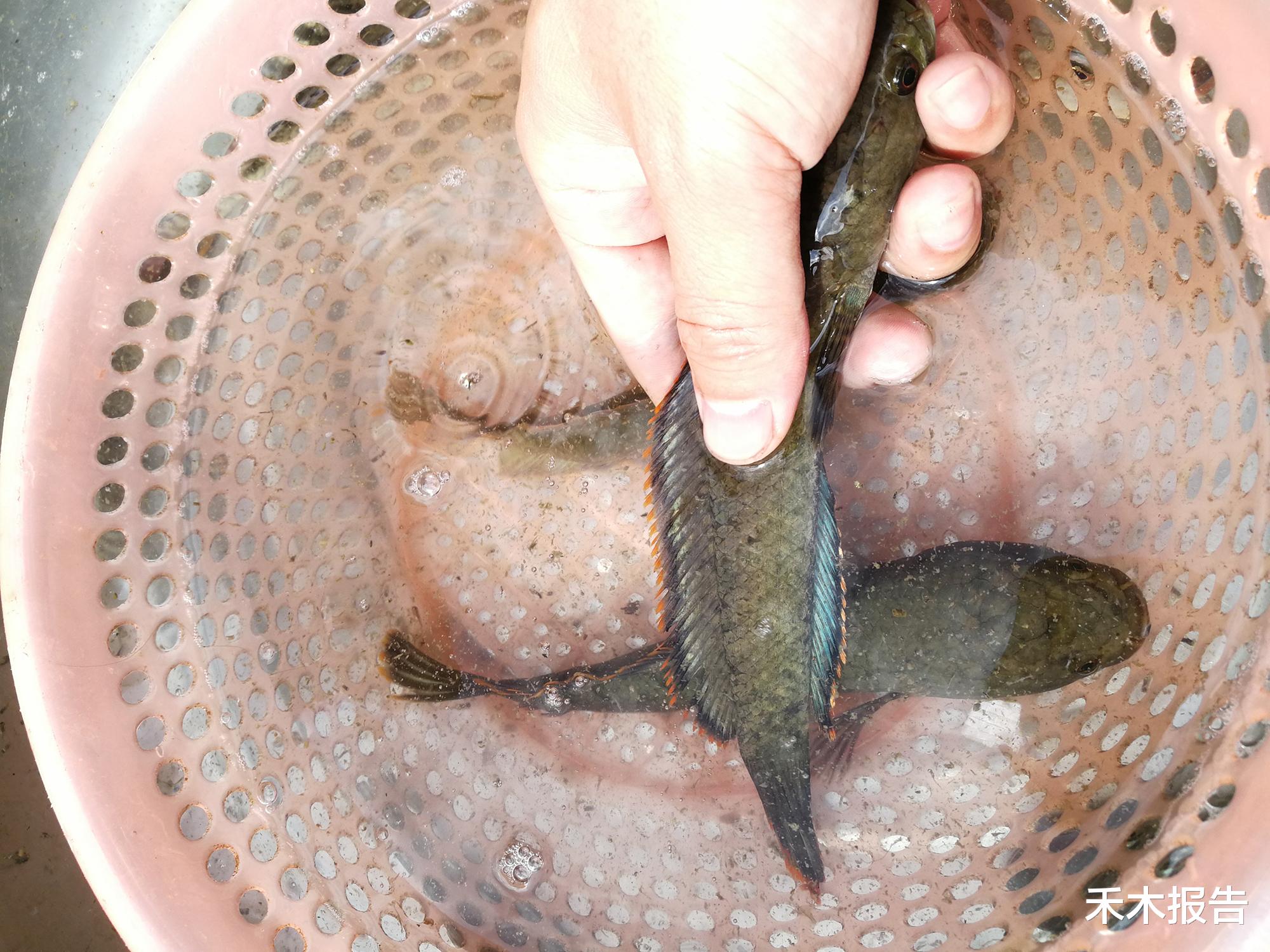 「」这一凶猛外来物种，长得像黑鱼，离水半天不死，已入侵大量河流