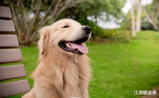 ‘暖男’的金毛也有6个缺点，你能忍受吗？