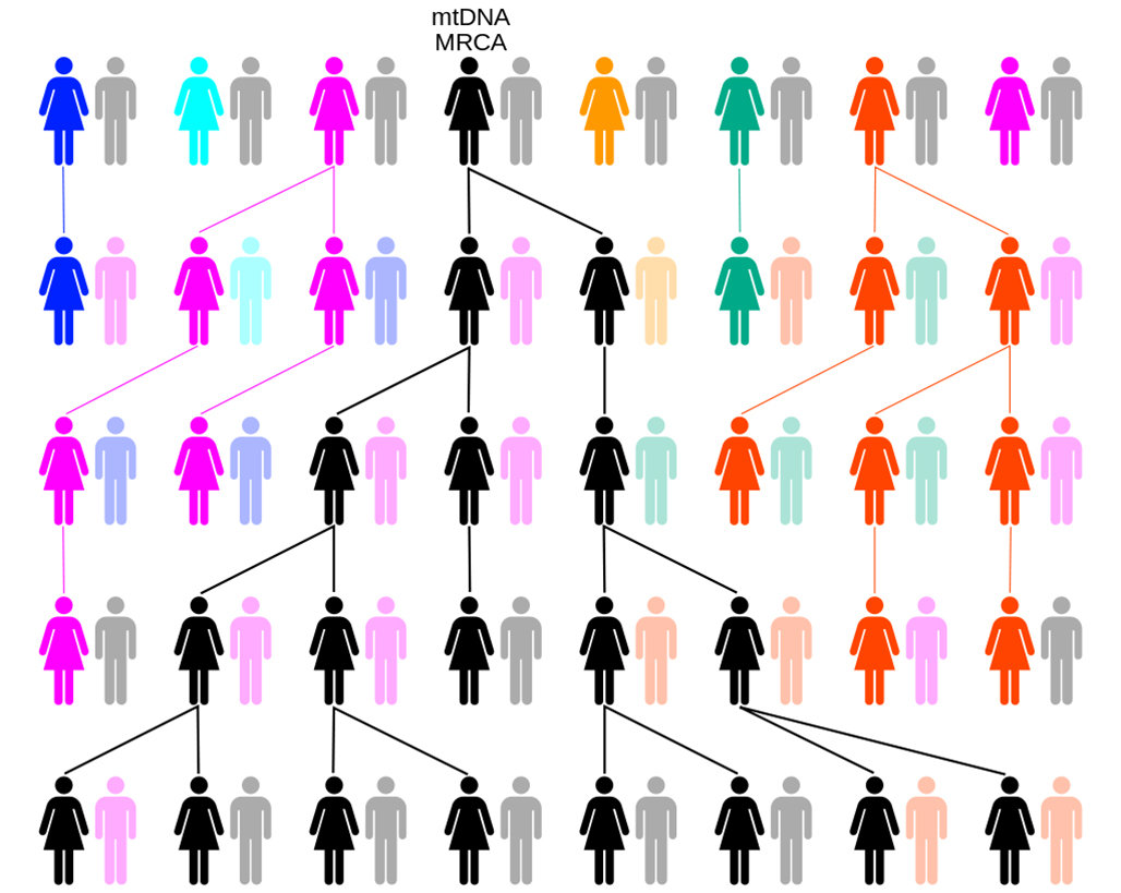 隔离■黄种人、白种人与黑种人之间为什么没有生殖隔离？