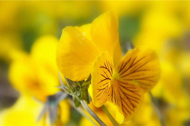 生肖|下半年职场将有出色表现，升职加薪财机在握，有钱底气足的生肖！