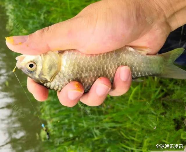 豆腐：钓鱼界最便宜的原材料，鲫鲤鲢鳙都能轻松钓起，全靠这些制作方法