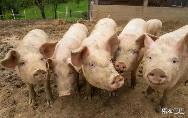 生猪价格：二师兄“牛气冲天”，18省猪价破18元，还能持续飘红多久呢？