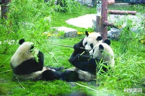 |野生大熊猫有无可能自行迁徙到邻国，成为非中国独有物种？