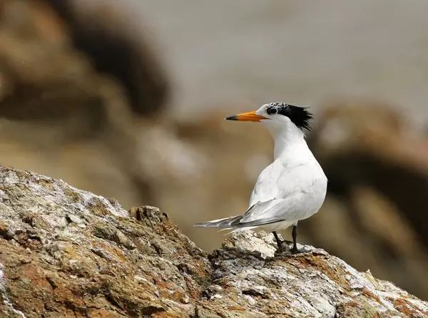 金华发布|国庆涨见识！浙江12种重点珍稀濒危野生动物，你见过几种？快来看看→