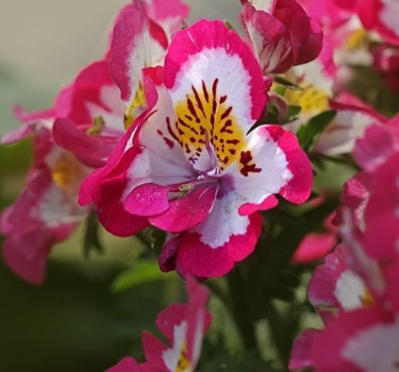 「运势」财神爷相助！4个属相，5月必定能够转运得横财，腰包大鼓！