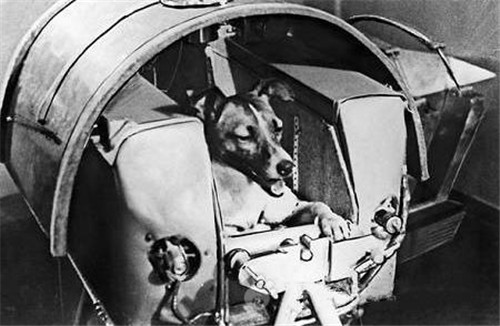 1957年，苏联将一只3岁的小狗送入太空，它后来的命运怎么样了？