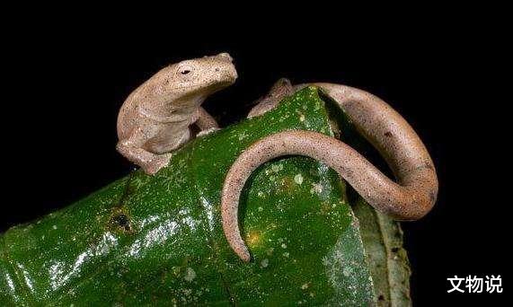 「」世界上最像“龙”的动物，全身只有30厘米，寿命却长达100年