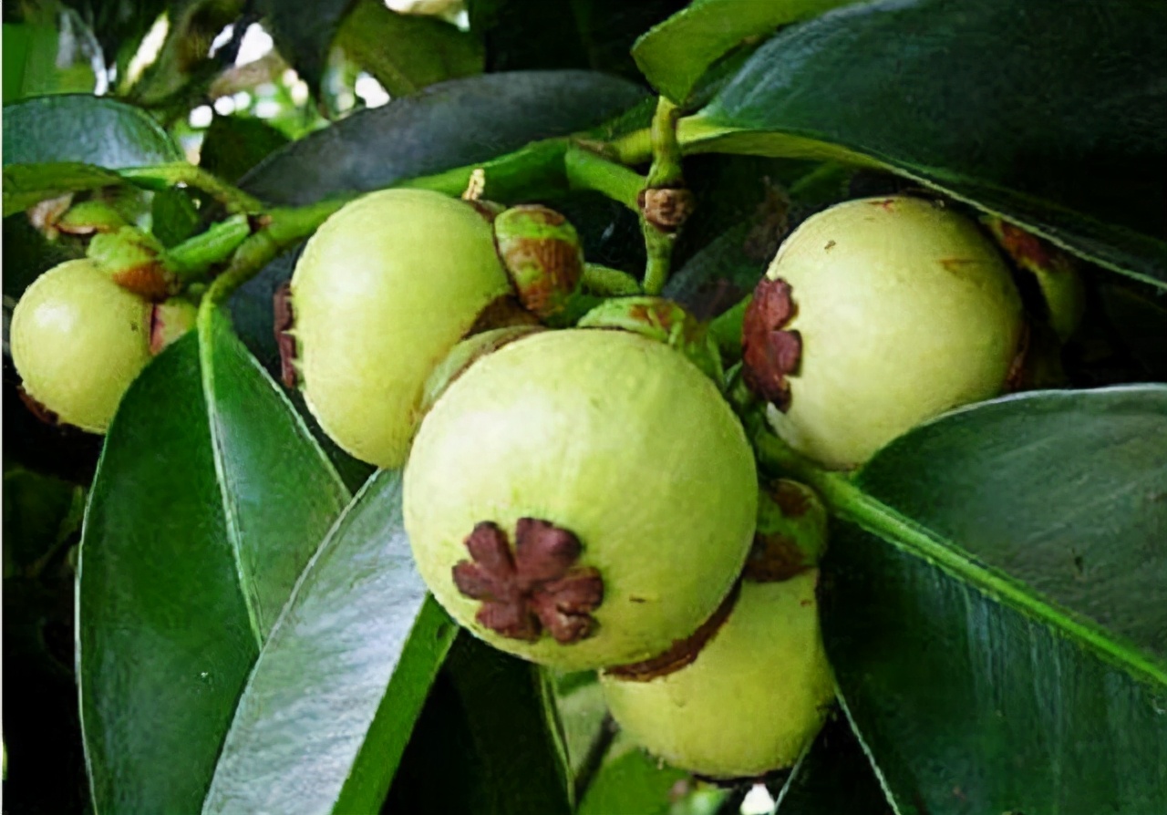 山竹|为啥山竹属于贵族水果，原来采摘时这么麻烦，难怪是“水果皇后”