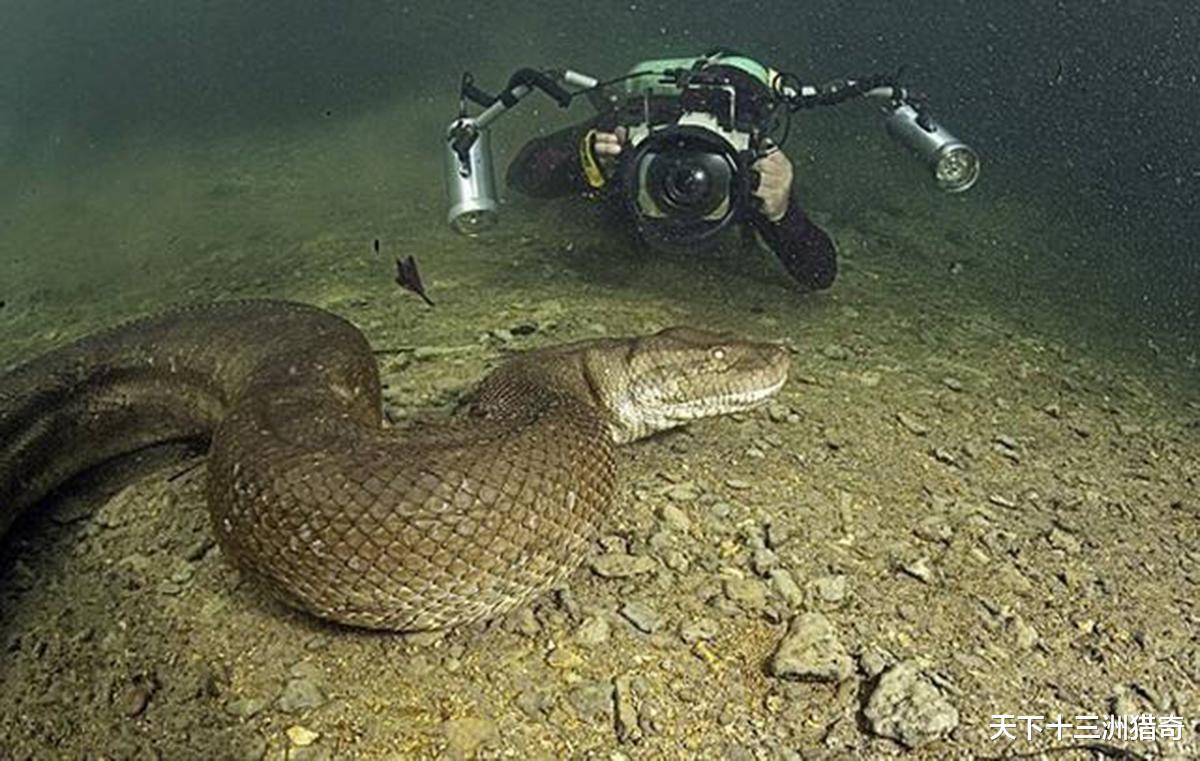 鳄鱼|奇闻：史前巨兽泰坦巨蟒，身长可达16米，以7米长的鳄鱼为食