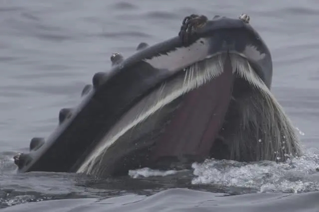 恐龙▲蓝鲸有多大? 在它面前大象如同篮球大小,许多恐龙也要甘拜下风