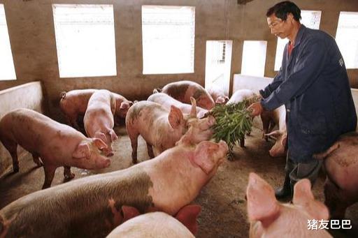 生猪价格|猪价“6连跌”，跌势逐步收窄，1个坏消息！猪价上涨又要“黄”？