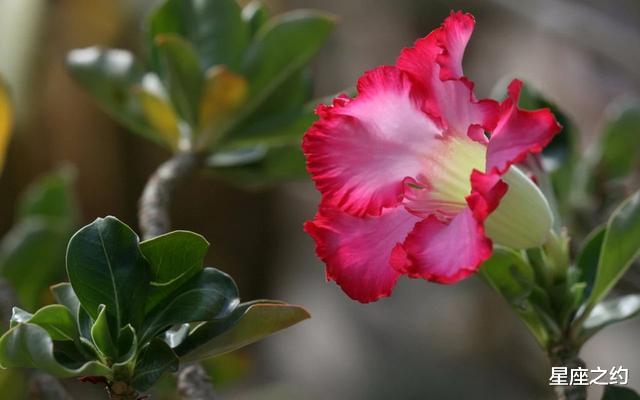 星座男@在感情中，会对另一半非常专一的三大星座男