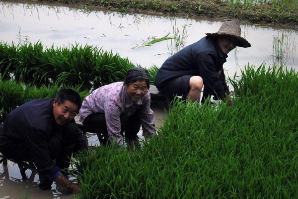 []老祖宗说：“进家之蛇不可打”，为何家里的蛇不能打，有何道理？