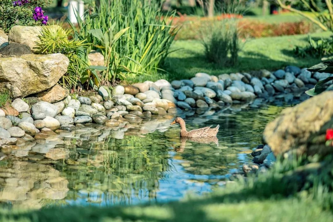 布局大湾区：宋卫平和他的理想小镇