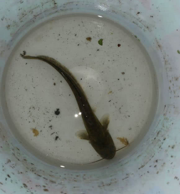 【娃娃鱼】河边夜钓,水中“大鲶鱼”竟爬上岸,小伙抓住却不知如何处理