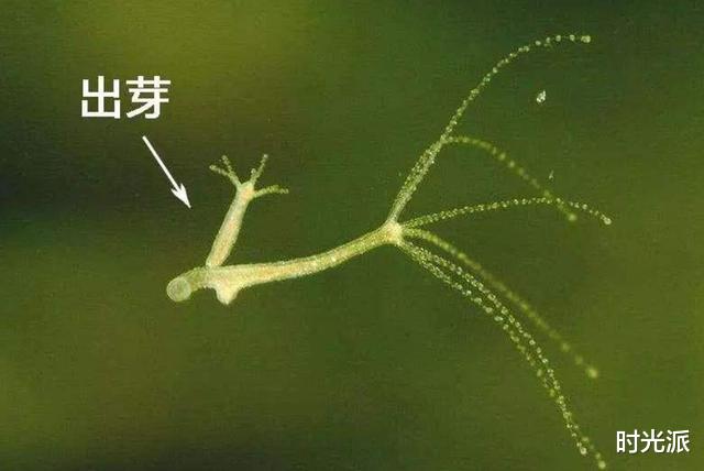 基因|人类为什么无法永生?因为基因的自私,不在乎个体的死亡