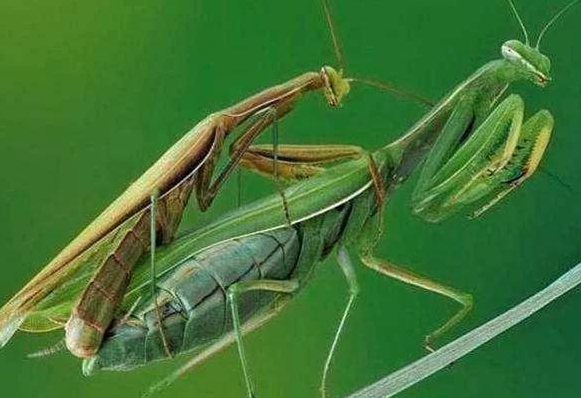 『黑寡妇蜘蛛』母螳螂在吃公螳螂时，公螳螂为什么不逃跑？