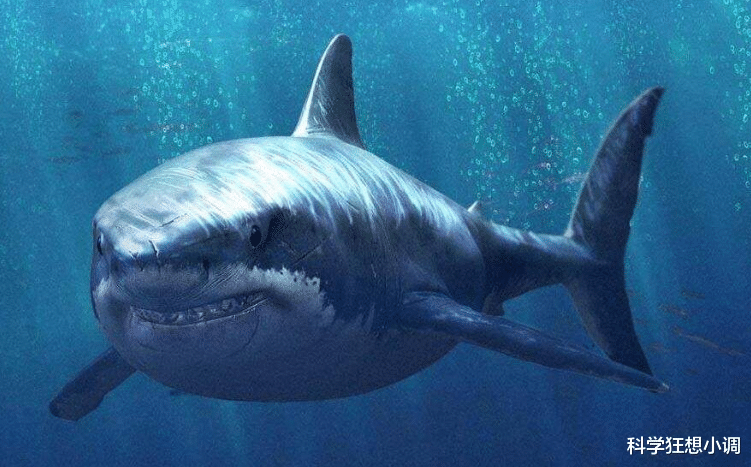 火星探测器|最著名的鲨鱼攻击人类事件，900多人掉进海里，约150个人消失