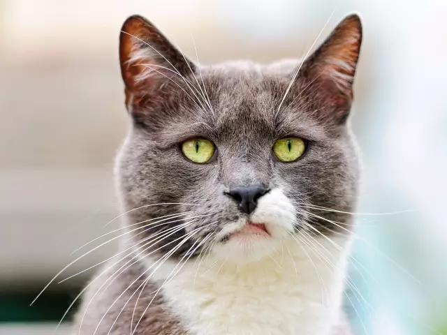 喵星人需要闺蜜、哥们、基友这些小伙伴吗？