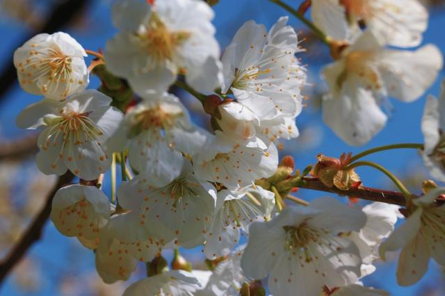 #生肖#4月后，岁月悠长，桃花纷纷，3星座一见倾心，遇见真爱甜蜜脱单