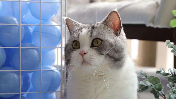 |未来15天，富得流油，不缺乏人脉，正财偏财旺的三生肖生肖龙