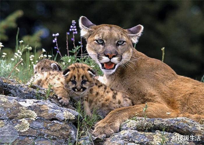 【老虎】被老虎视作仇敌的猛兽，杀伤力不是盖的，见过的人寥寥无几！