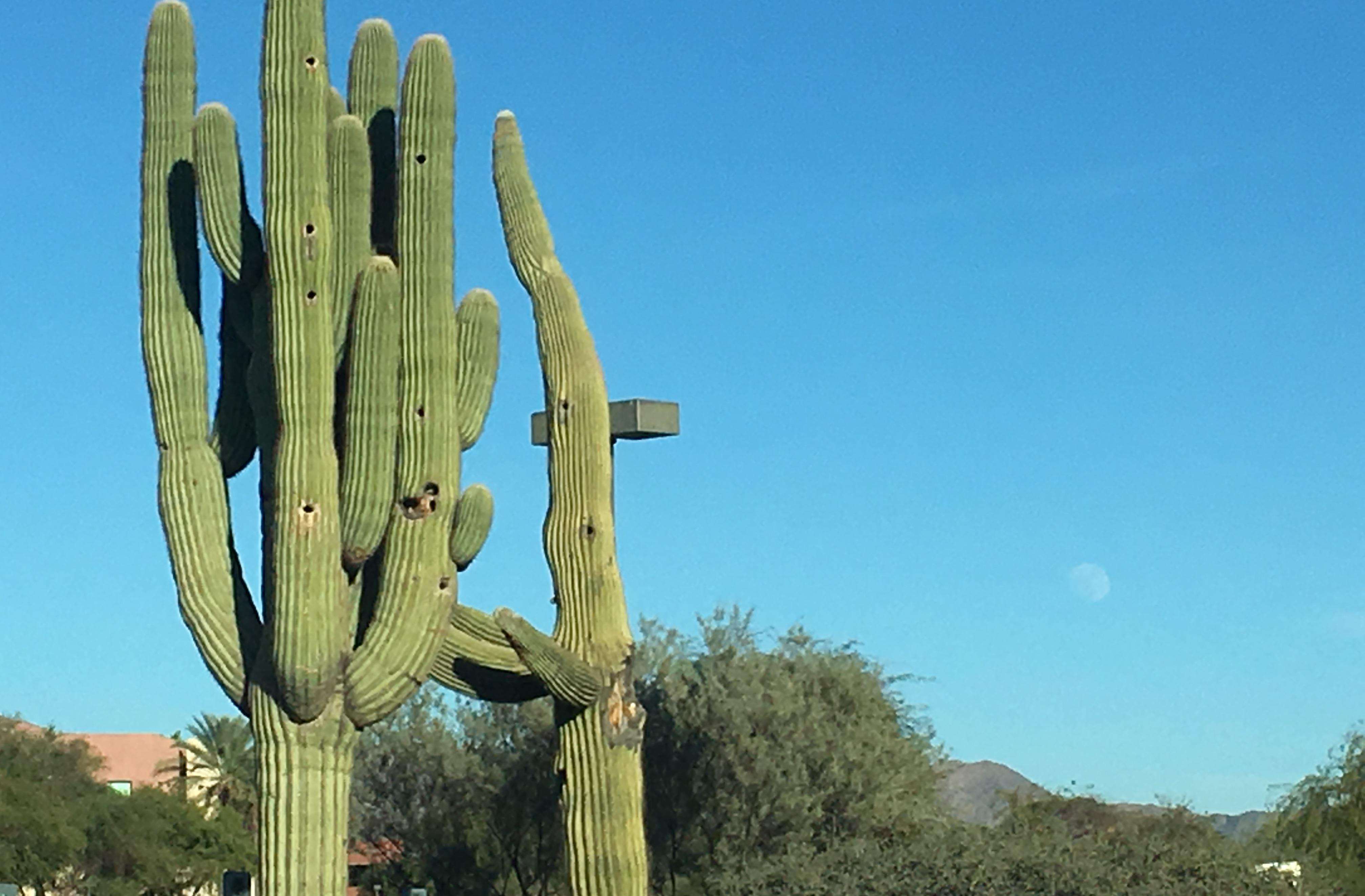 「蜘蛛」世界最有礼貌的动物，以毒蝎蜘蛛为食，寄人篱下却按时交租！