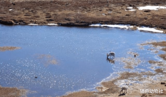 [北极]北极如此寒冷，为什么会成为全球蚊子密度最大的地方？