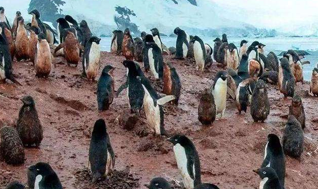 南极▲南极惊险一奇异现象,出现大面积“血雪”,给全球释放一危险信号