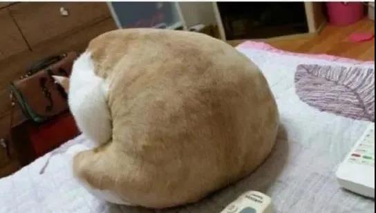 「沙雕」我第一次知道甘蔗是这样种出来的...沙雕网友长见识了!