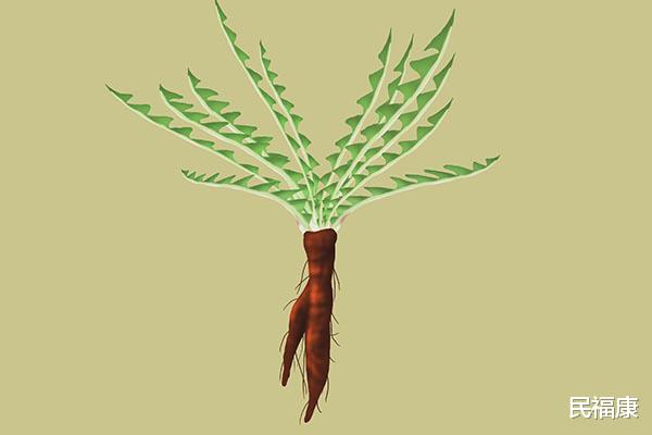 肠胃▲夫妻同饮蒲公英水,妻子身体变好,丈夫却进了医院,怎么回事?