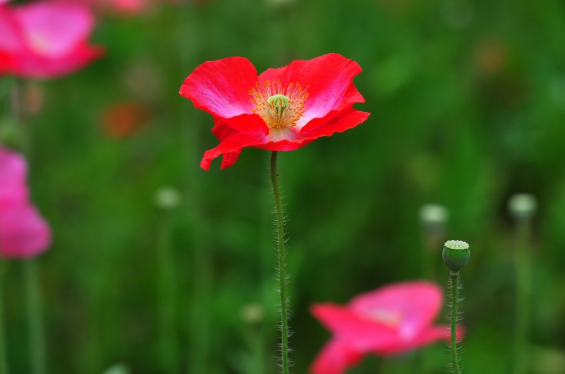 【属蛇】未来一个月，桃花开真爱来，坠入爱情之网，天降姻缘的四大生肖