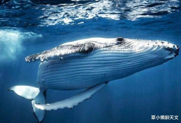 【鲸鱼】为什么鲸鱼身上寄生有很多藤壶，而大白鲨身体却干干净净？