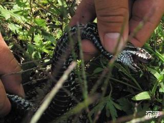 毒蛇|最抗寒的毒蛇——极北蝰,唯一在北极圈内出现的蛇,我国也有分布
