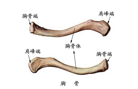 错位|锁骨一高一低，一上一下该如何调整？