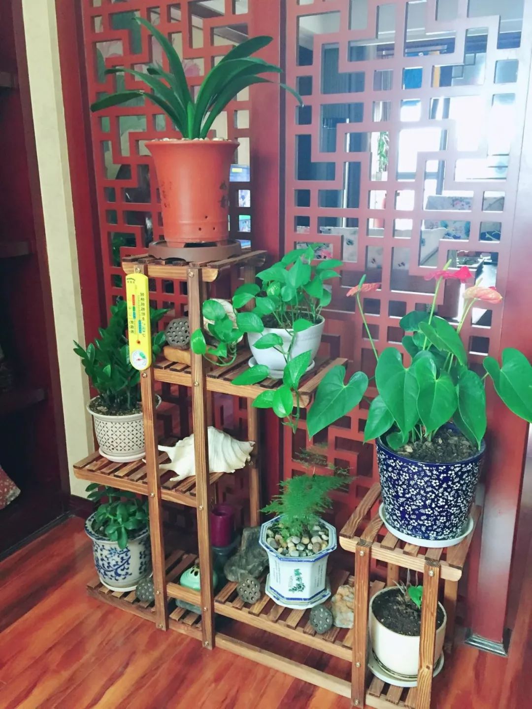 绿植怎么种更美？多种几盆，摆上架子，美出天际！