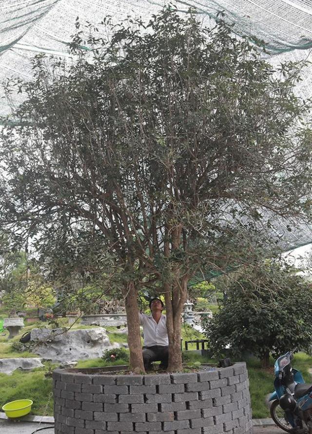 睹图|男子从乡下买回两棵树后不被人看好，如今有人出88万不肯卖