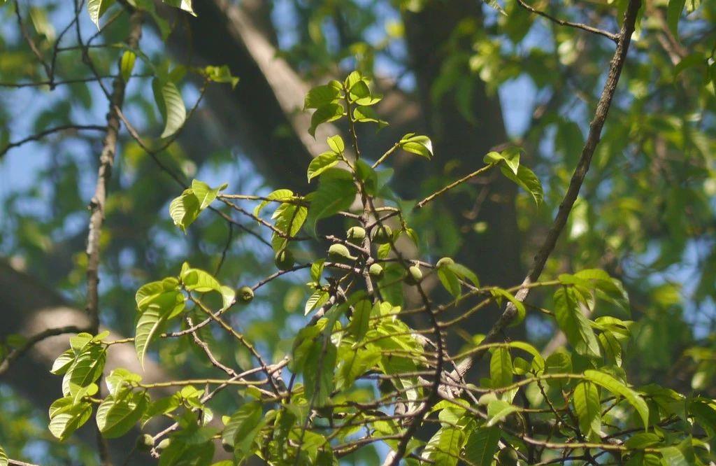 【见血封喉树】听名字就觉得可怕的植物，你看过毒性很强的见血封喉树么