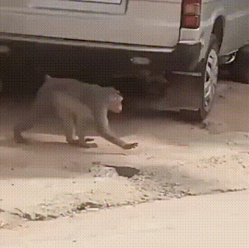 ##“钓鱼被咬了一口，谁知道这是什么咬的？”哈哈哈哈评论区却炸锅了！