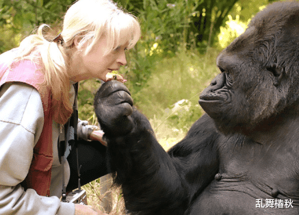 猩猩|人和猩猩能否打破生殖隔离？当年亲自试验的女科学家，结果怎样？