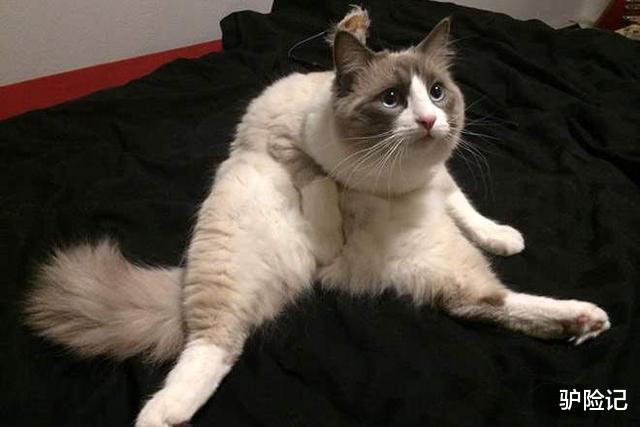 张乐行|中国人为何从不吃“猫肉”?其实古人早就试过,李时珍道出缘由