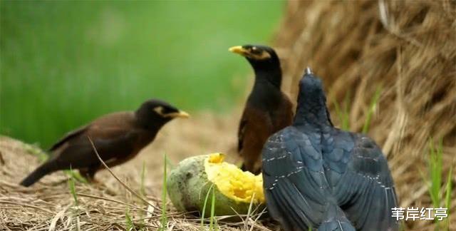 ##鸟的寿命非常短，但为何却很少见到死去的鸟？看完后长知识了