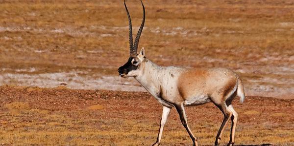 藏羚羊|交配时间相差最悬殊的动物，一个5秒真男人，一个超长待机14小时