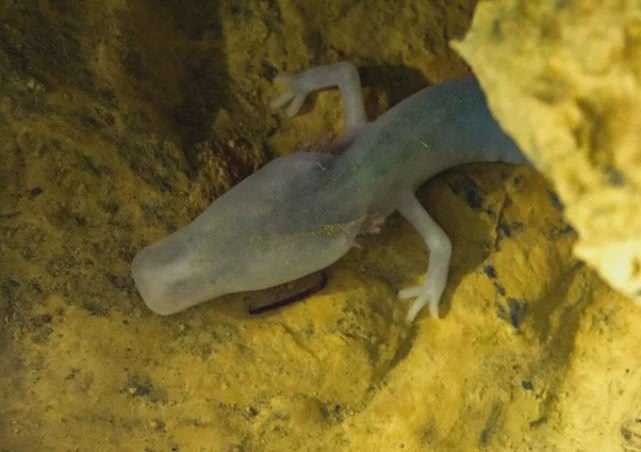 『科学家』7年不吃不喝不动，12.5年才交配一次的洞螈，图啥？